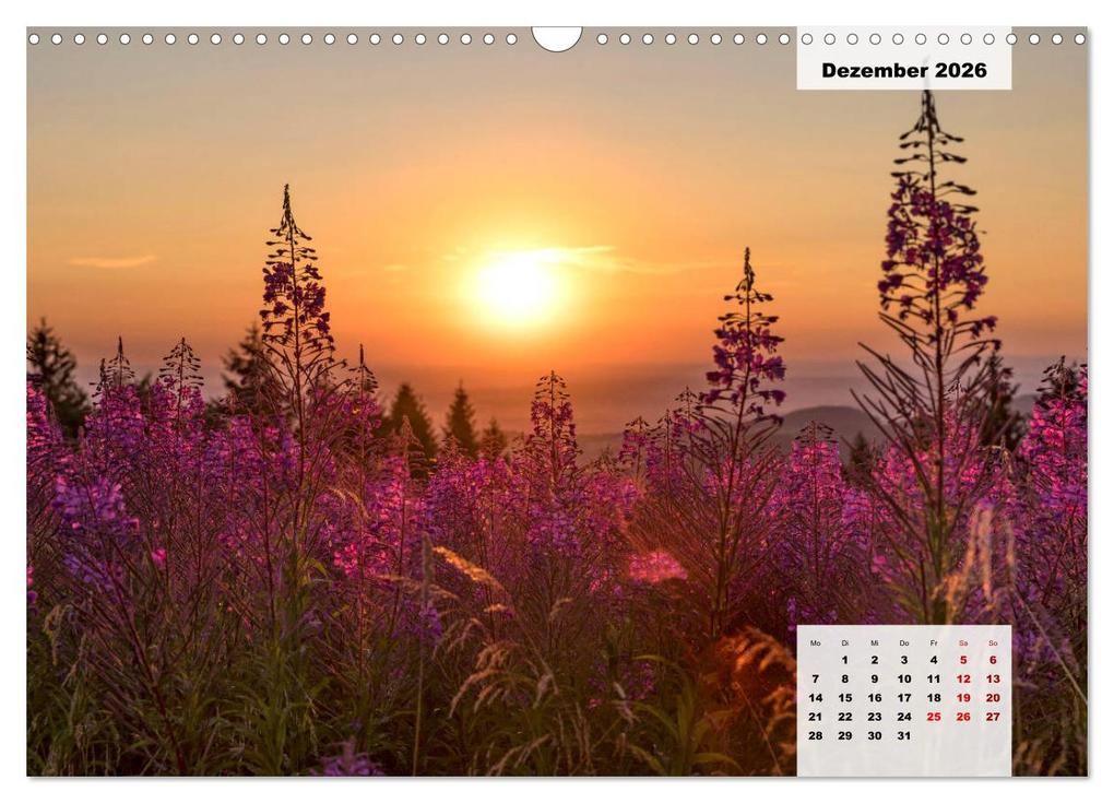 Weitere Ansicht: Rhöner Röschen - ein Sommermärchen in der Hochrhön (Wandkalender 2026 DIN A3 quer), CALVENDO Monatskalender | Calvendo, Hans Pfleger