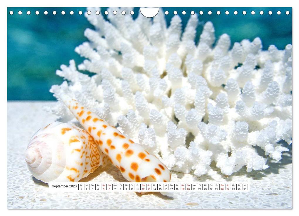 Weitere Ansicht: So schön sind die Malediven (Wandkalender 2026 DIN A4 quer), CALVENDO Monatskalender | Nina Schwarze, Calvendo