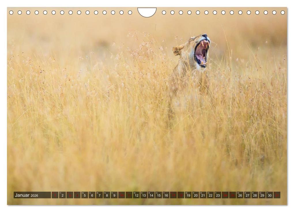 Weitere Ansicht: Auf Safari in Kenia 2026 (Wandkalender 2026 DIN A4 quer), CALVENDO Monatskalender | Dr. Gerd-Uwe Neukamp, Calvendo