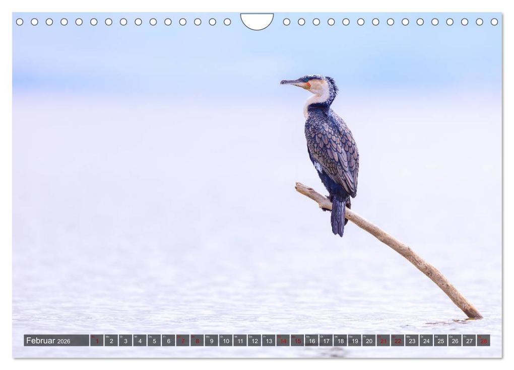 Weitere Ansicht: Auf Safari in Kenia 2026 (Wandkalender 2026 DIN A4 quer), CALVENDO Monatskalender | Dr. Gerd-Uwe Neukamp, Calvendo