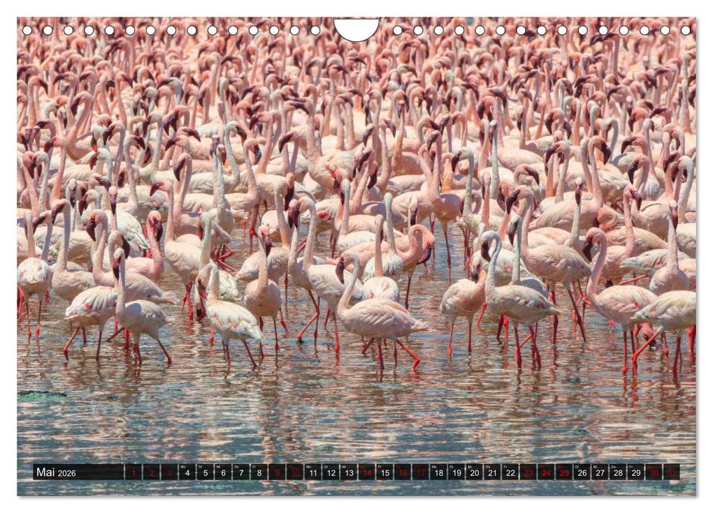 Weitere Ansicht: Auf Safari in Kenia 2026 (Wandkalender 2026 DIN A4 quer), CALVENDO Monatskalender | Dr. Gerd-Uwe Neukamp, Calvendo