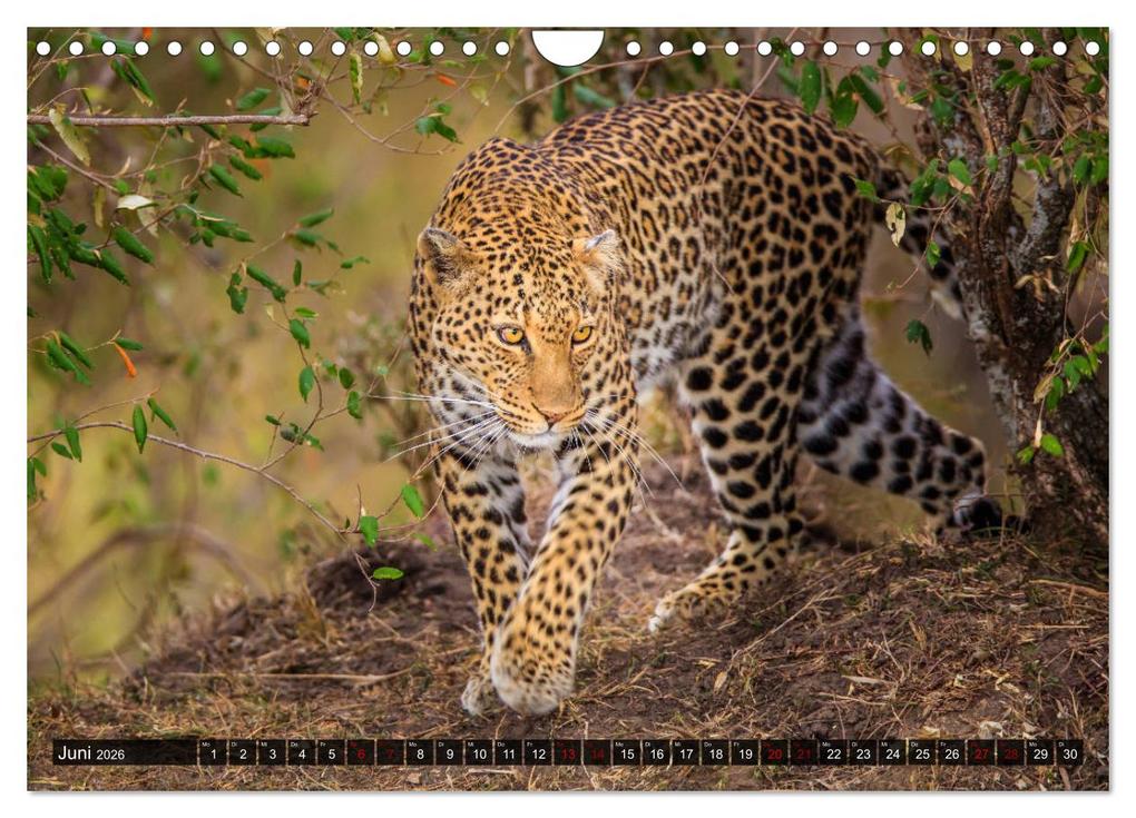 Weitere Ansicht: Auf Safari in Kenia 2026 (Wandkalender 2026 DIN A4 quer), CALVENDO Monatskalender | Dr. Gerd-Uwe Neukamp, Calvendo