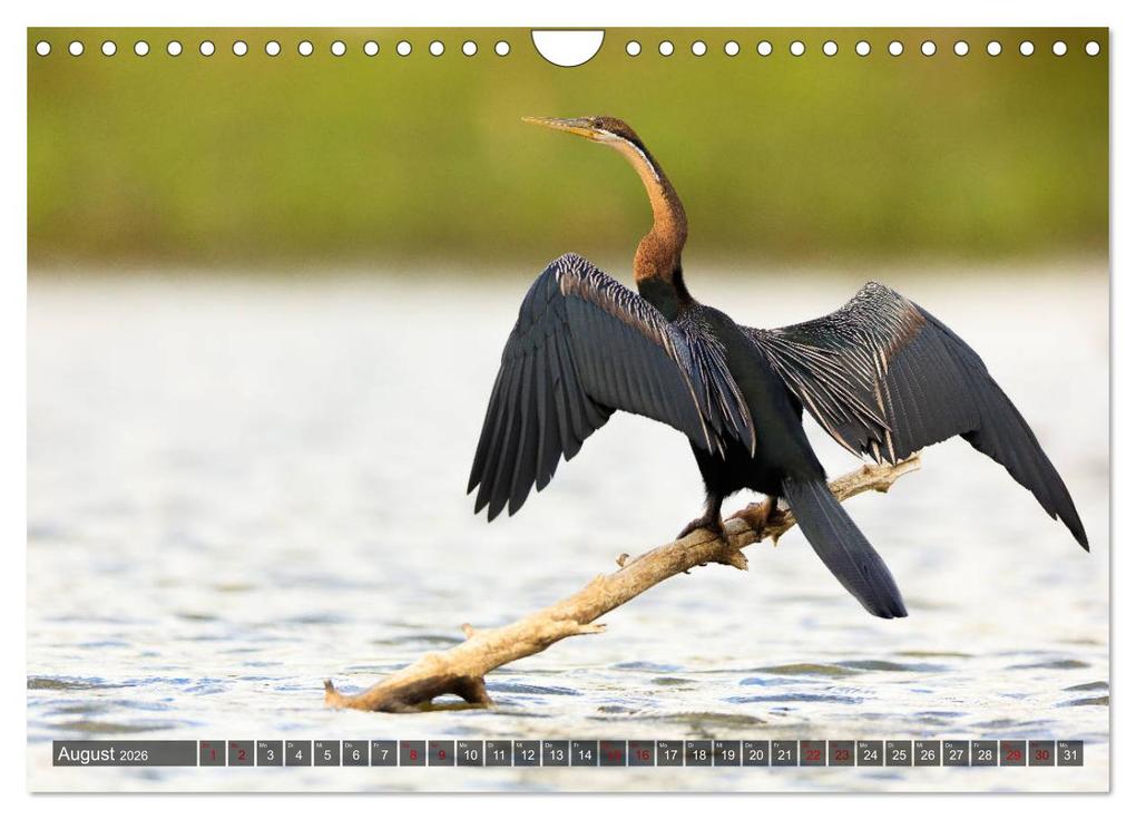 Weitere Ansicht: Auf Safari in Kenia 2026 (Wandkalender 2026 DIN A4 quer), CALVENDO Monatskalender | Dr. Gerd-Uwe Neukamp, Calvendo