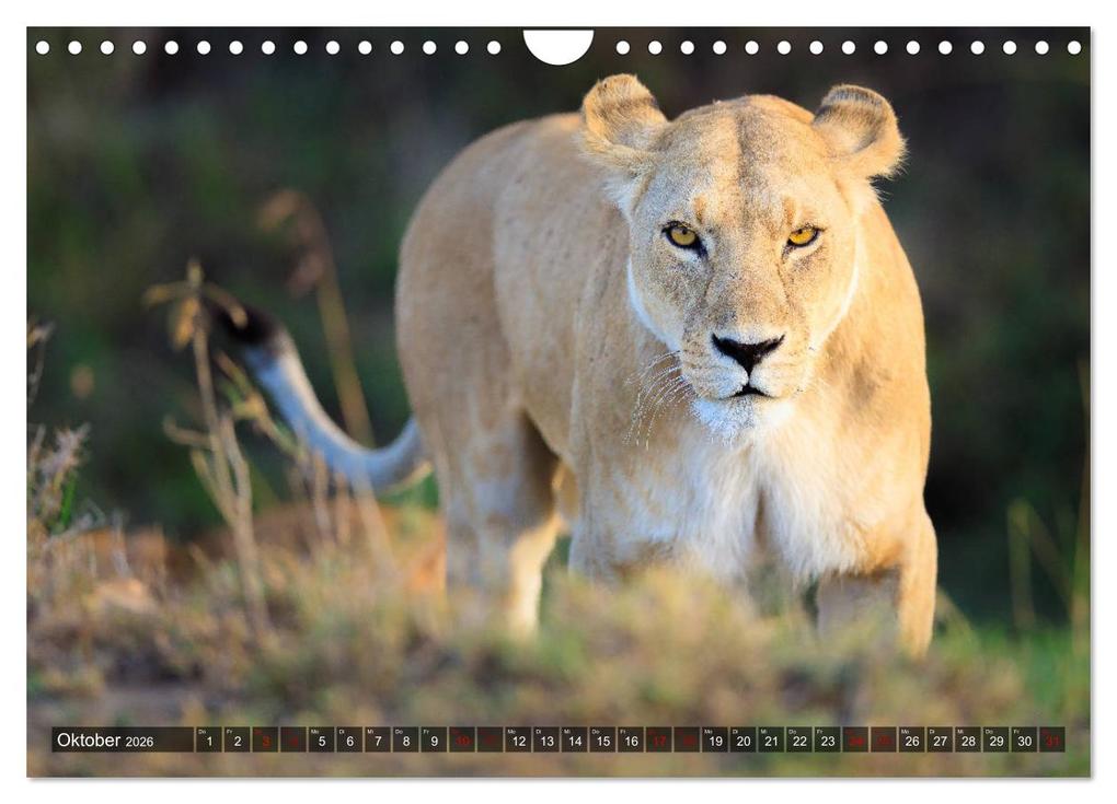 Weitere Ansicht: Auf Safari in Kenia 2026 (Wandkalender 2026 DIN A4 quer), CALVENDO Monatskalender | Dr. Gerd-Uwe Neukamp, Calvendo