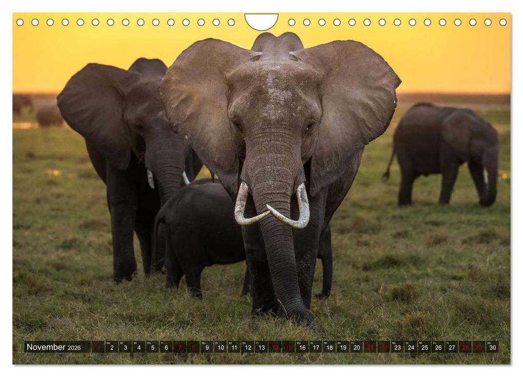 Weitere Ansicht: Auf Safari in Kenia 2026 (Wandkalender 2026 DIN A4 quer), CALVENDO Monatskalender | Dr. Gerd-Uwe Neukamp, Calvendo