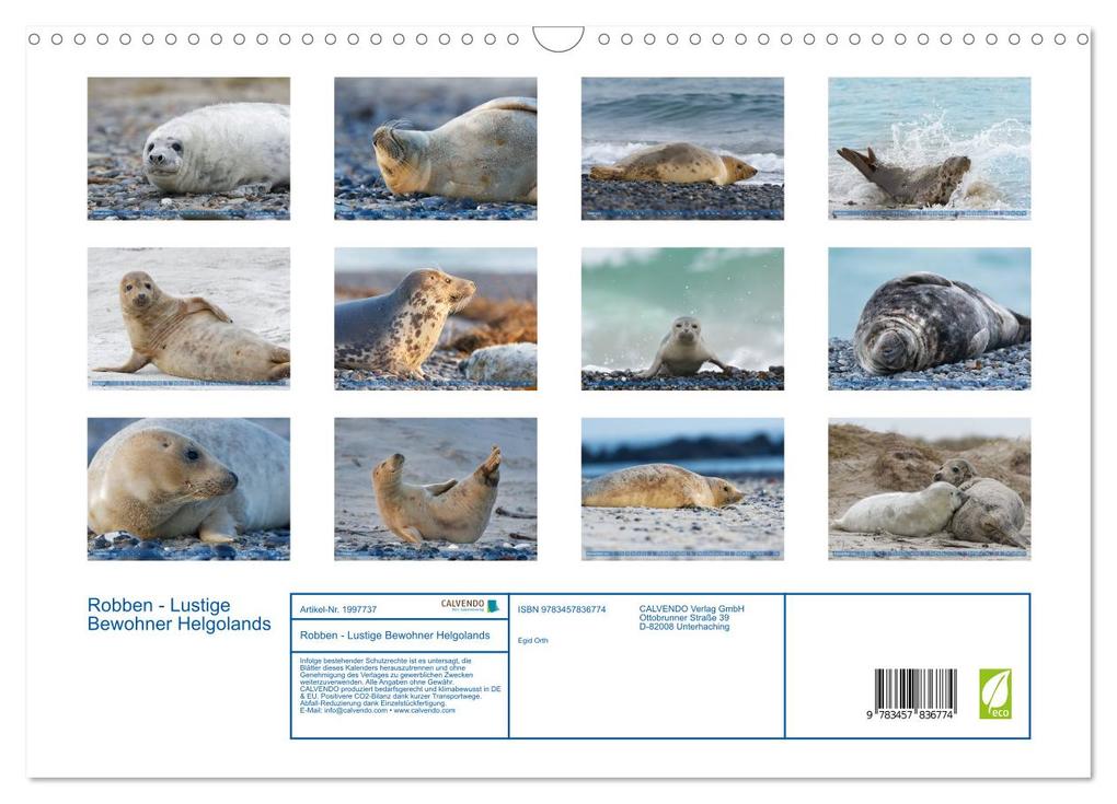Weitere Ansicht: Robben - Lustige Bewohner Helgolands (Wandkalender 2026 DIN A3 quer), CALVENDO Monatskalender | Egid Orth, Calvendo