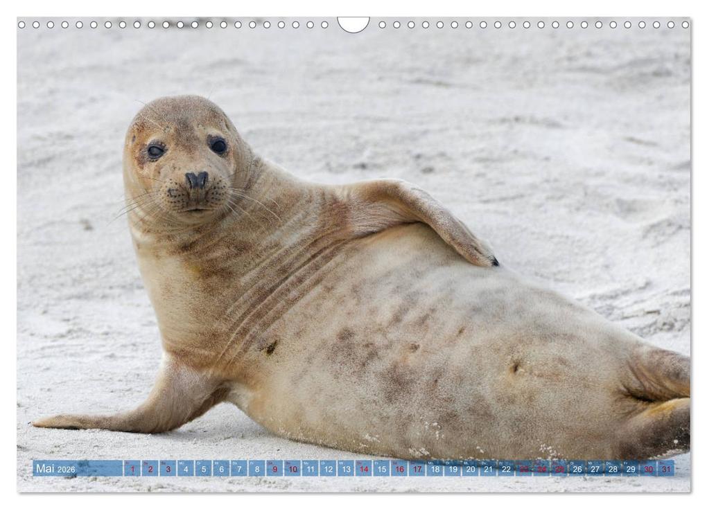 Weitere Ansicht: Robben - Lustige Bewohner Helgolands (Wandkalender 2026 DIN A3 quer), CALVENDO Monatskalender | Egid Orth, Calvendo