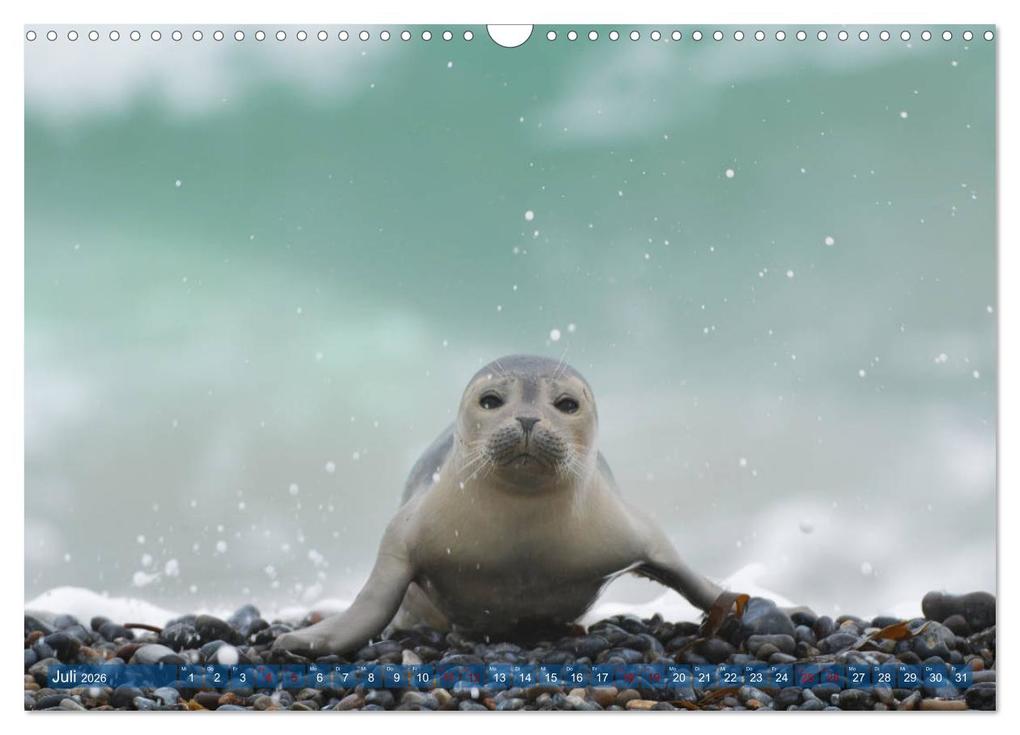 Weitere Ansicht: Robben - Lustige Bewohner Helgolands (Wandkalender 2026 DIN A3 quer), CALVENDO Monatskalender | Egid Orth, Calvendo
