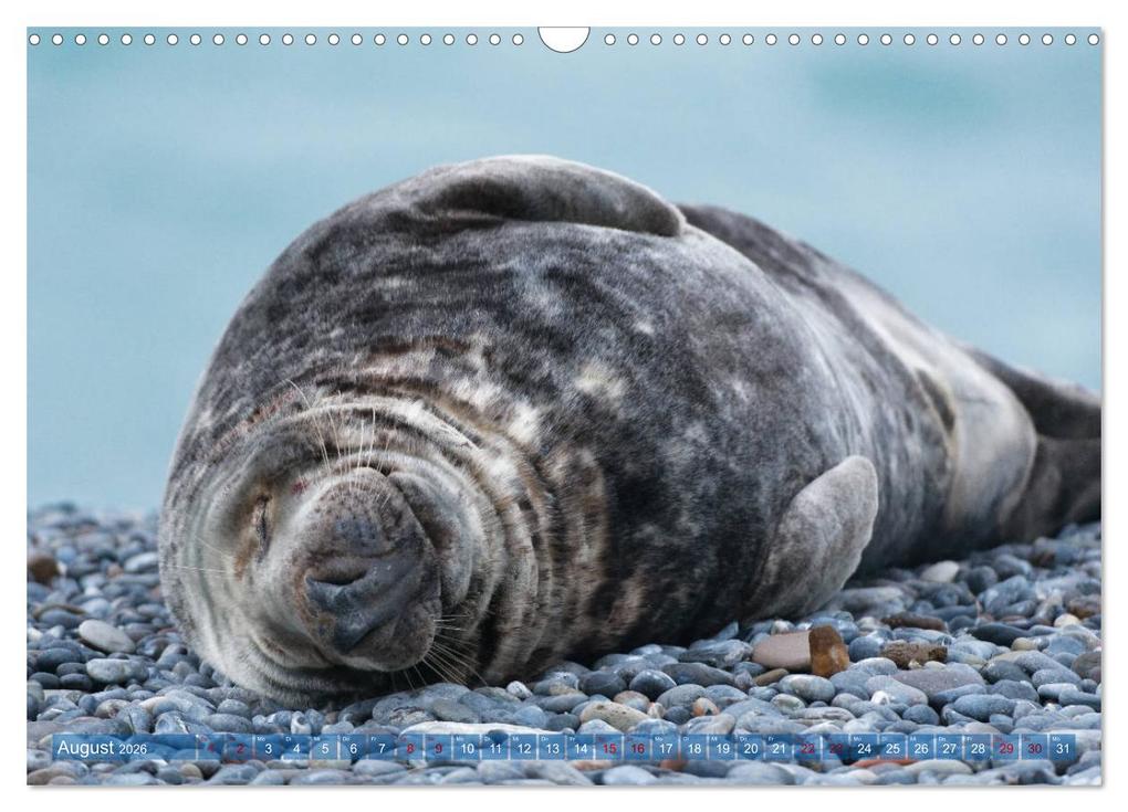 Weitere Ansicht: Robben - Lustige Bewohner Helgolands (Wandkalender 2026 DIN A3 quer), CALVENDO Monatskalender | Egid Orth, Calvendo