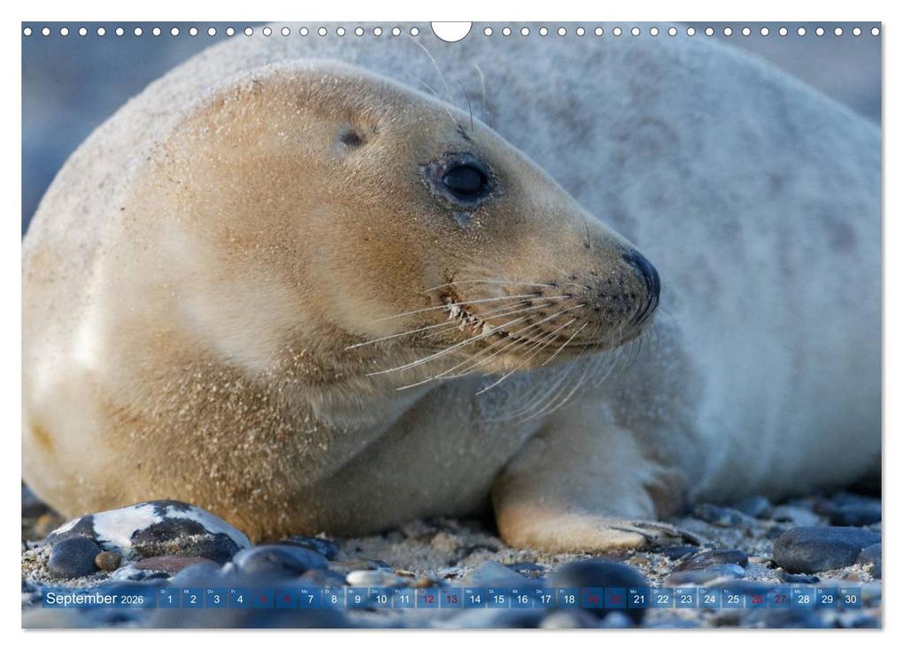Weitere Ansicht: Robben - Lustige Bewohner Helgolands (Wandkalender 2026 DIN A3 quer), CALVENDO Monatskalender | Egid Orth, Calvendo