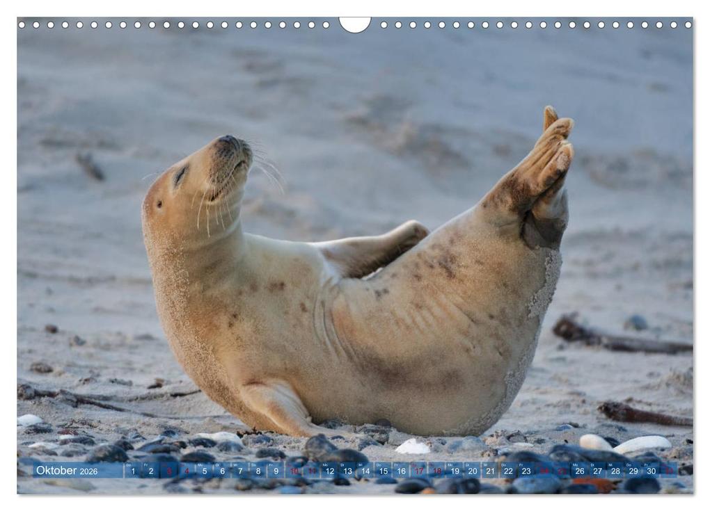 Weitere Ansicht: Robben - Lustige Bewohner Helgolands (Wandkalender 2026 DIN A3 quer), CALVENDO Monatskalender | Egid Orth, Calvendo