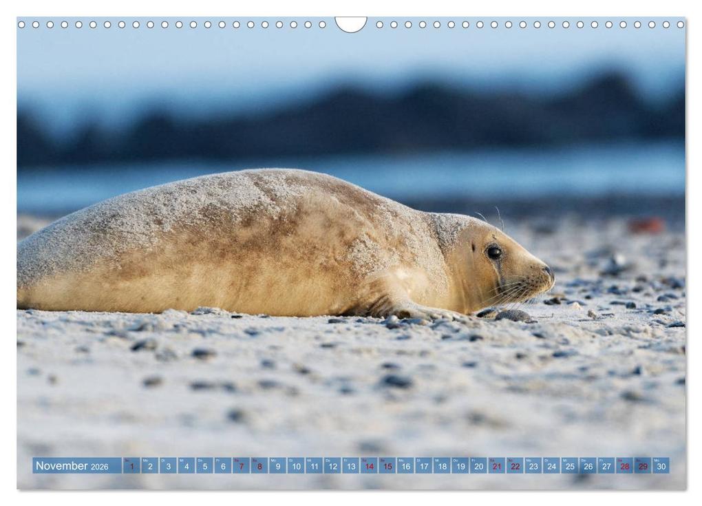 Weitere Ansicht: Robben - Lustige Bewohner Helgolands (Wandkalender 2026 DIN A3 quer), CALVENDO Monatskalender | Egid Orth, Calvendo