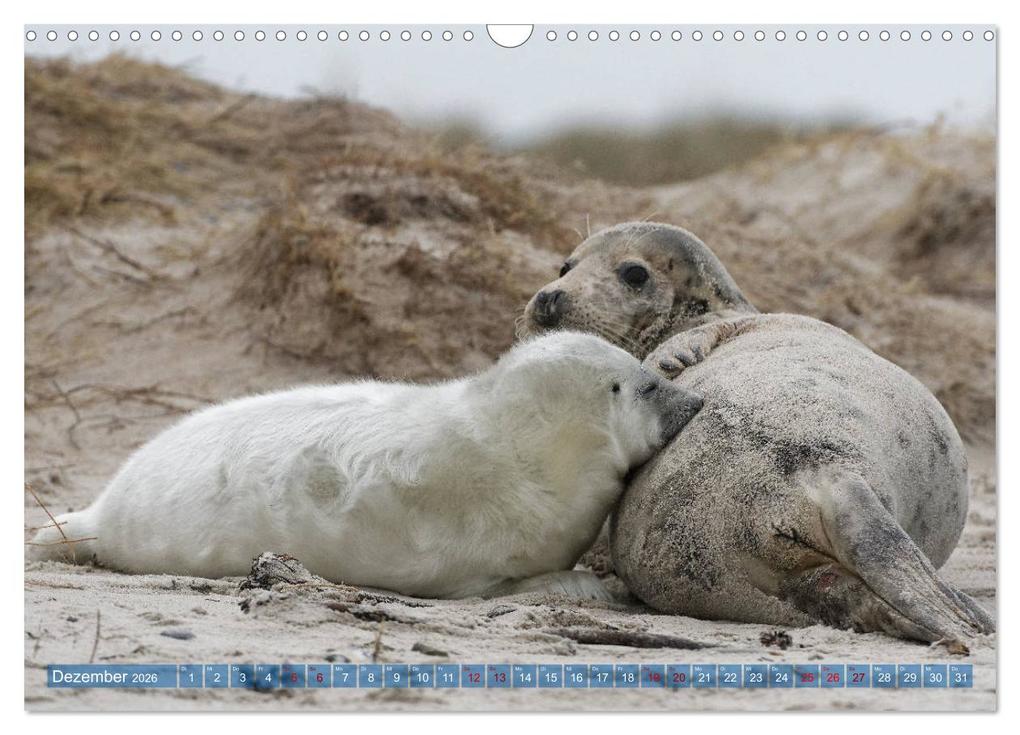 Weitere Ansicht: Robben - Lustige Bewohner Helgolands (Wandkalender 2026 DIN A3 quer), CALVENDO Monatskalender | Egid Orth, Calvendo
