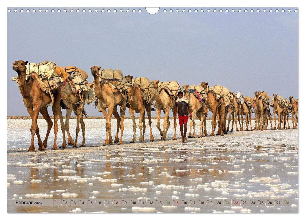 Weitere Ansicht: Kamele - Die freundlichen Gepäckträger (Wandkalender 2026 DIN A3 quer), CALVENDO Monatskalender | Michael Herzog, Calvendo
