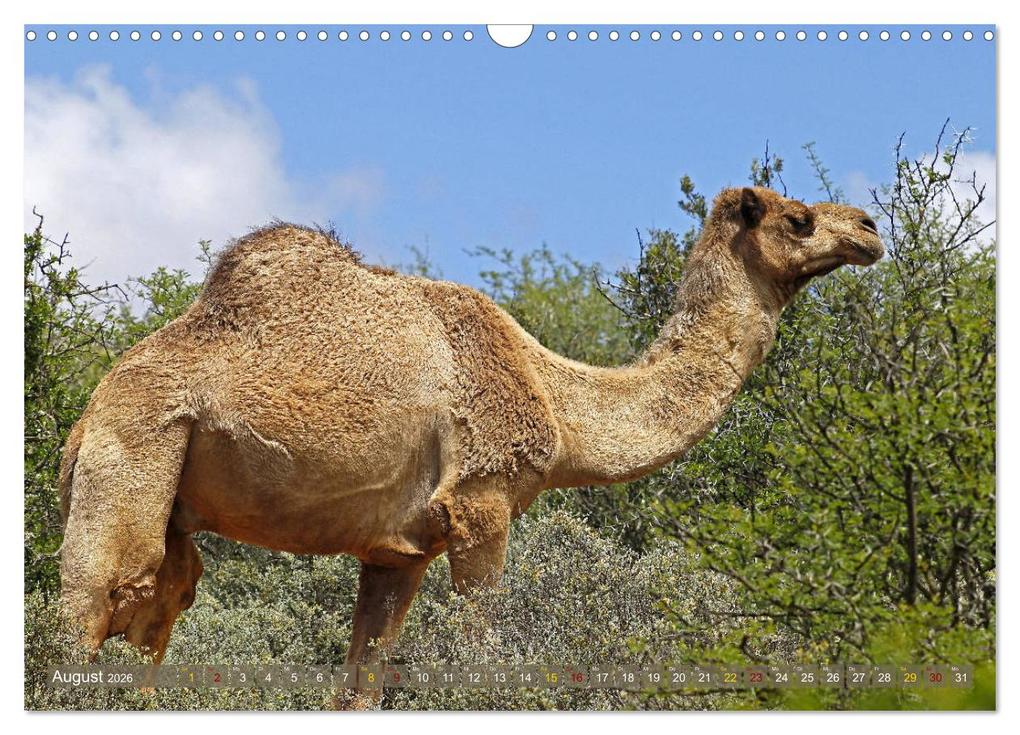 Weitere Ansicht: Kamele - Die freundlichen Gepäckträger (Wandkalender 2026 DIN A3 quer), CALVENDO Monatskalender | Michael Herzog, Calvendo