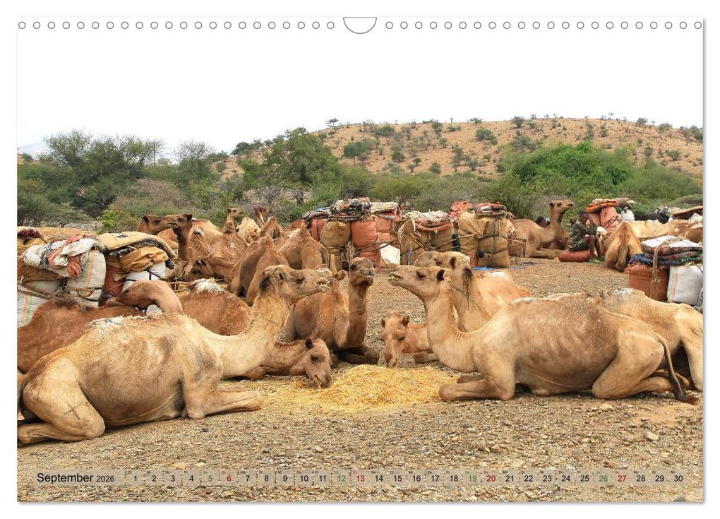 Weitere Ansicht: Kamele - Die freundlichen Gepäckträger (Wandkalender 2026 DIN A3 quer), CALVENDO Monatskalender | Michael Herzog, Calvendo