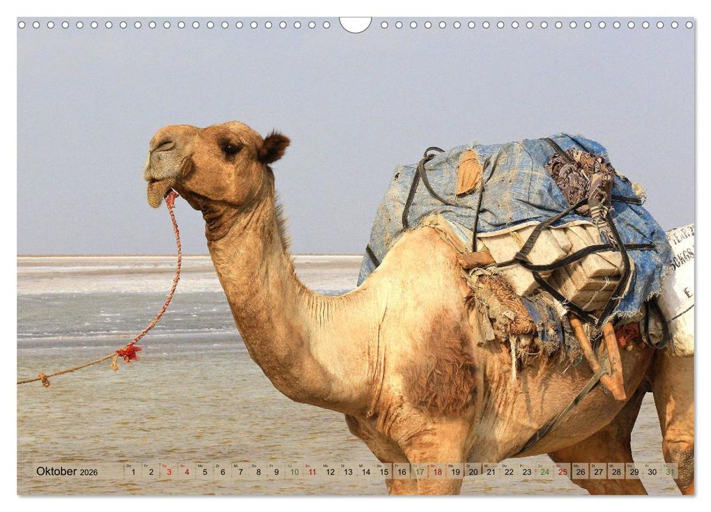 Weitere Ansicht: Kamele - Die freundlichen Gepäckträger (Wandkalender 2026 DIN A3 quer), CALVENDO Monatskalender | Michael Herzog, Calvendo