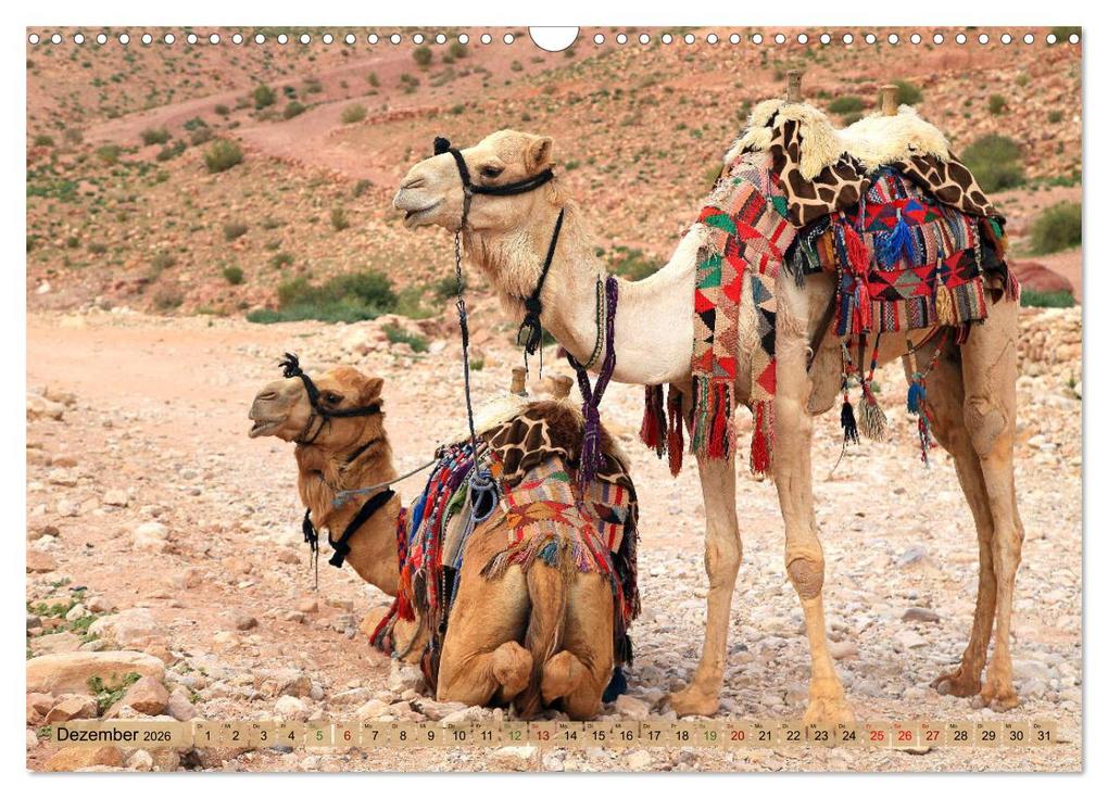 Weitere Ansicht: Kamele - Die freundlichen Gepäckträger (Wandkalender 2026 DIN A3 quer), CALVENDO Monatskalender | Michael Herzog, Calvendo