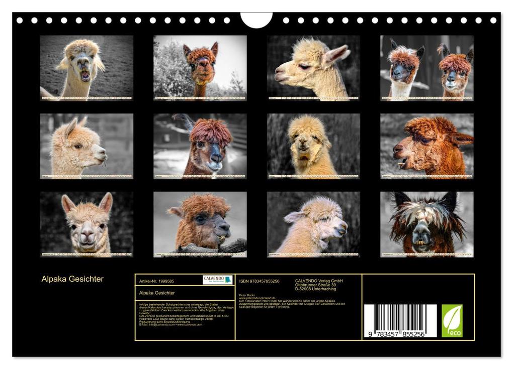 Weitere Ansicht: Alpaka Gesichter (Wandkalender 2026 DIN A4 quer), CALVENDO Monatskalender | Calvendo, Peter Roder
