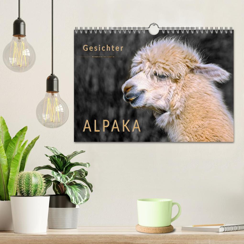 Weitere Ansicht: Alpaka Gesichter (Wandkalender 2026 DIN A4 quer), CALVENDO Monatskalender | Calvendo, Peter Roder