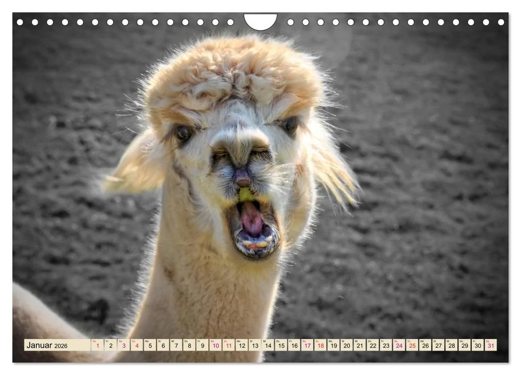 Weitere Ansicht: Alpaka Gesichter (Wandkalender 2026 DIN A4 quer), CALVENDO Monatskalender | Calvendo, Peter Roder