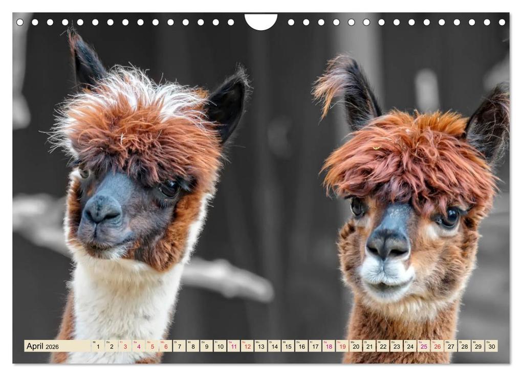 Weitere Ansicht: Alpaka Gesichter (Wandkalender 2026 DIN A4 quer), CALVENDO Monatskalender | Calvendo, Peter Roder