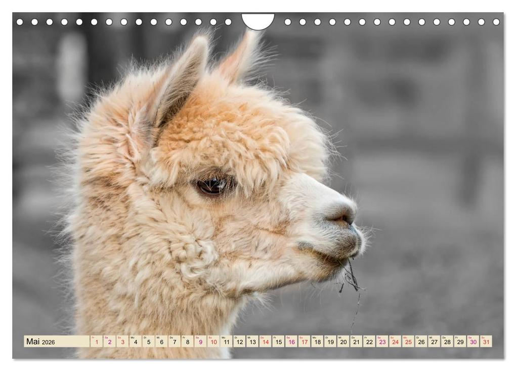 Weitere Ansicht: Alpaka Gesichter (Wandkalender 2026 DIN A4 quer), CALVENDO Monatskalender | Calvendo, Peter Roder
