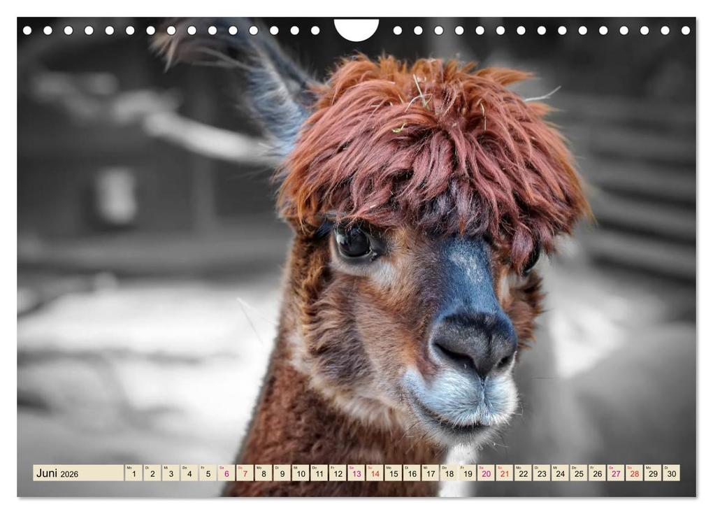 Weitere Ansicht: Alpaka Gesichter (Wandkalender 2026 DIN A4 quer), CALVENDO Monatskalender | Calvendo, Peter Roder