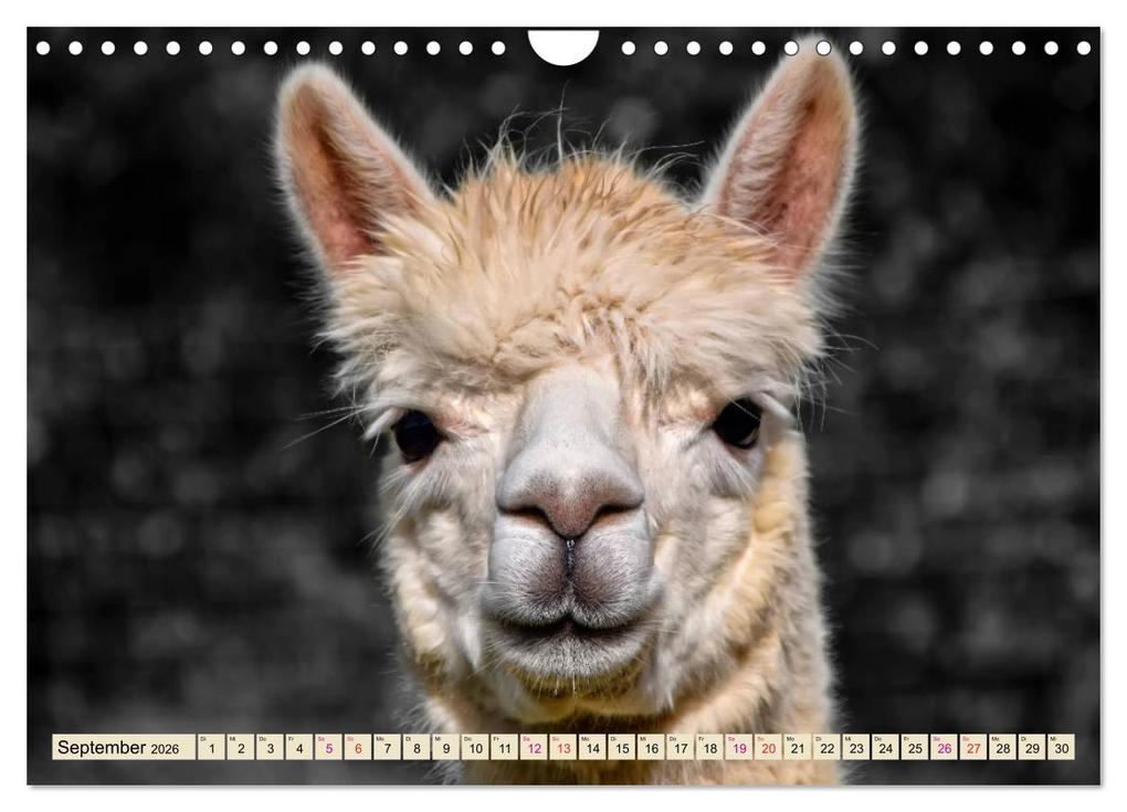 Weitere Ansicht: Alpaka Gesichter (Wandkalender 2026 DIN A4 quer), CALVENDO Monatskalender | Calvendo, Peter Roder