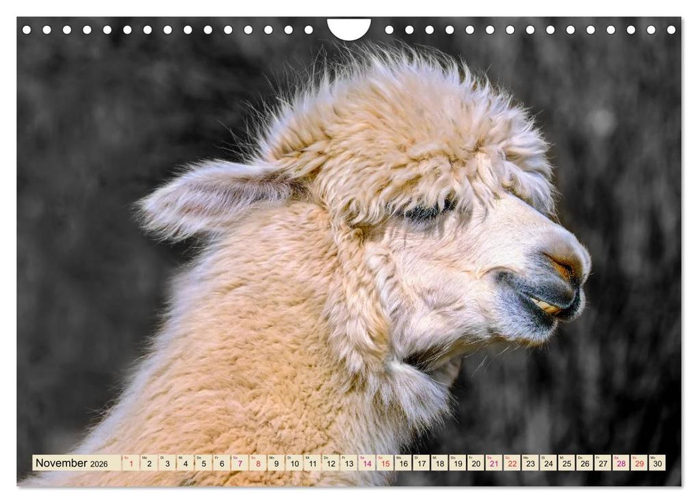Weitere Ansicht: Alpaka Gesichter (Wandkalender 2026 DIN A4 quer), CALVENDO Monatskalender | Calvendo, Peter Roder