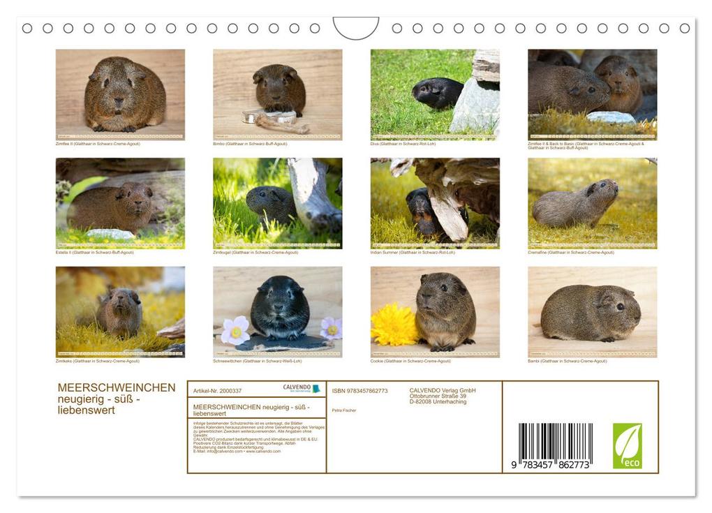 Weitere Ansicht: MEERSCHWEINCHEN neugierig - süß - liebenswert (Wandkalender 2026 DIN A4 quer), CALVENDO Monatskalender | Calvendo, Petra Fischer