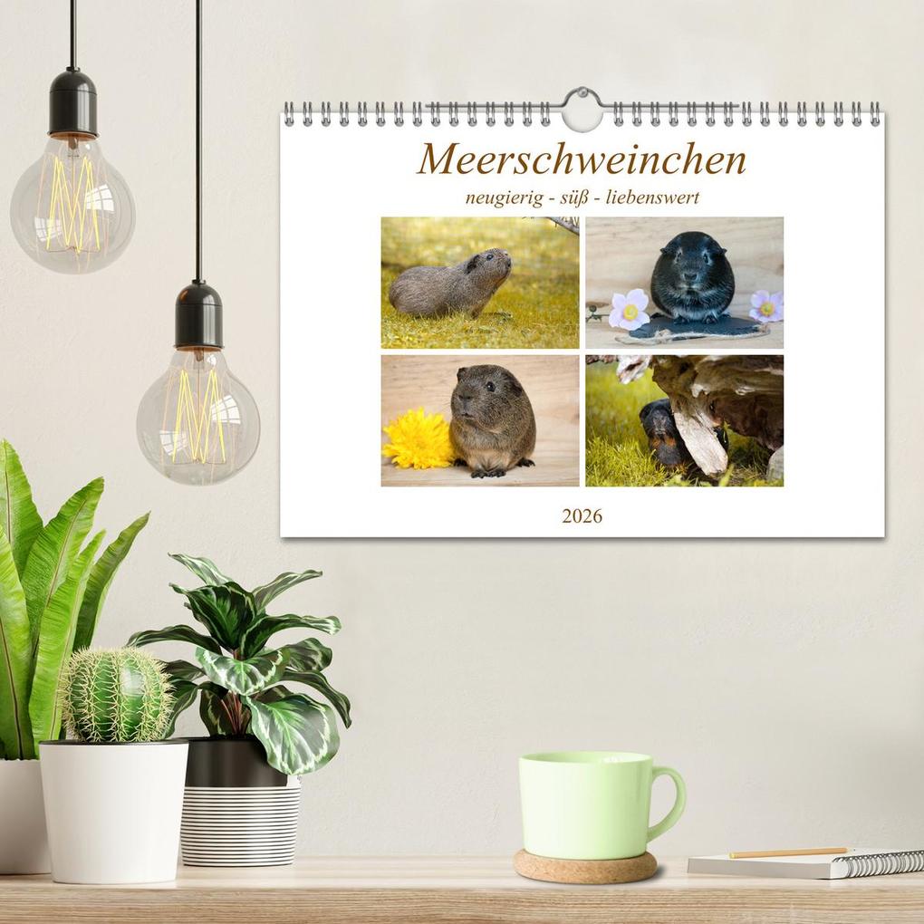 Weitere Ansicht: MEERSCHWEINCHEN neugierig - süß - liebenswert (Wandkalender 2026 DIN A4 quer), CALVENDO Monatskalender | Calvendo, Petra Fischer