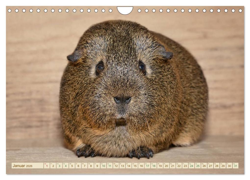 Weitere Ansicht: MEERSCHWEINCHEN neugierig - süß - liebenswert (Wandkalender 2026 DIN A4 quer), CALVENDO Monatskalender | Calvendo, Petra Fischer
