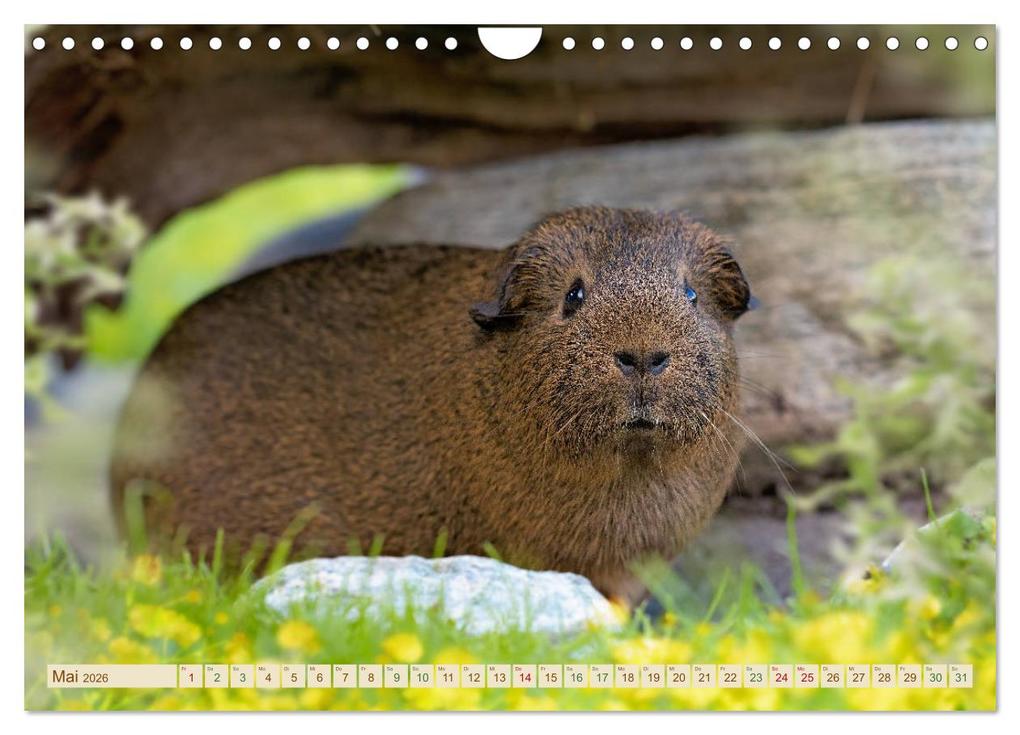 Weitere Ansicht: MEERSCHWEINCHEN neugierig - süß - liebenswert (Wandkalender 2026 DIN A4 quer), CALVENDO Monatskalender | Calvendo, Petra Fischer