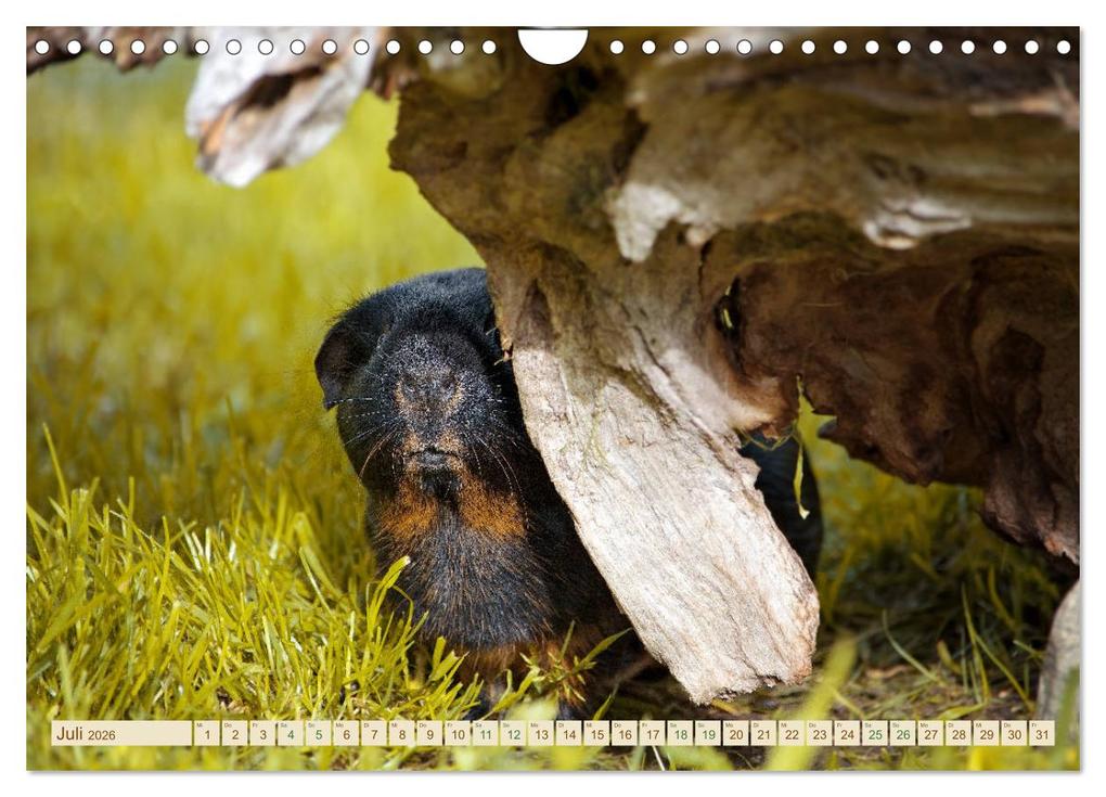 Weitere Ansicht: MEERSCHWEINCHEN neugierig - süß - liebenswert (Wandkalender 2026 DIN A4 quer), CALVENDO Monatskalender | Calvendo, Petra Fischer