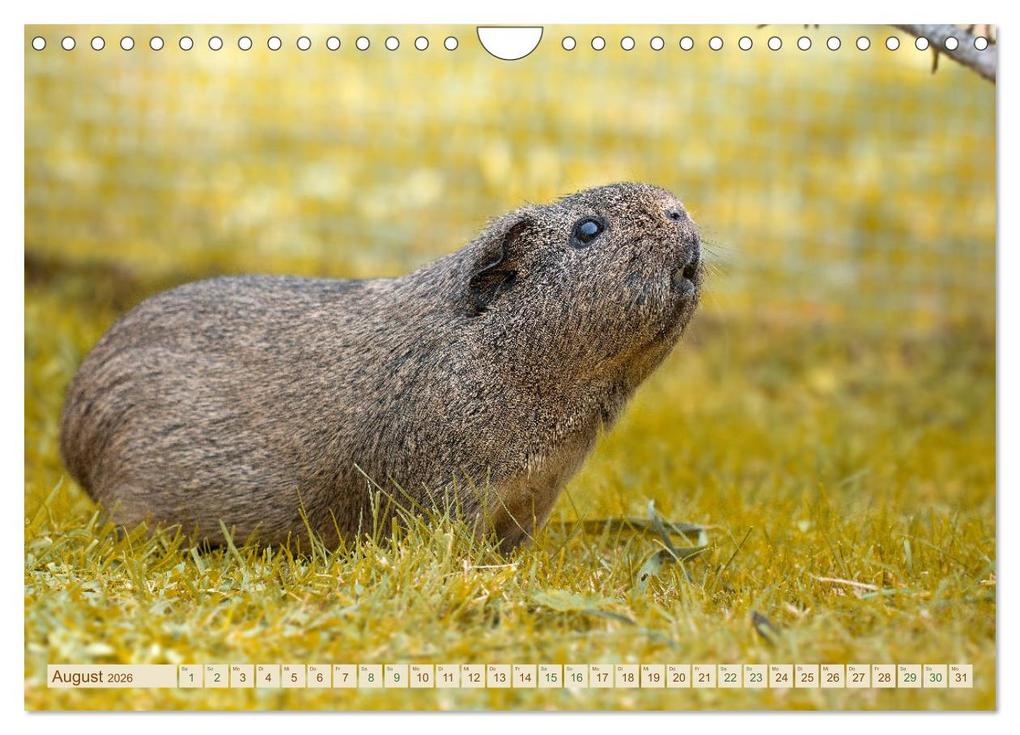 Weitere Ansicht: MEERSCHWEINCHEN neugierig - süß - liebenswert (Wandkalender 2026 DIN A4 quer), CALVENDO Monatskalender | Calvendo, Petra Fischer