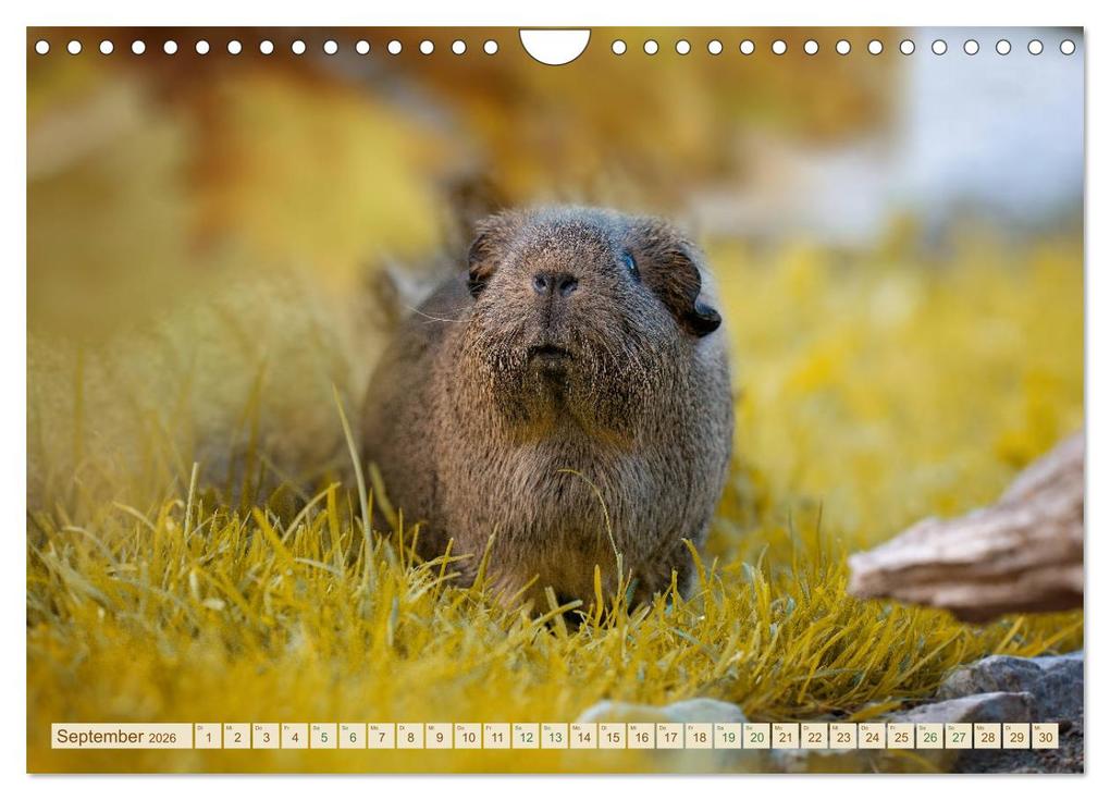 Weitere Ansicht: MEERSCHWEINCHEN neugierig - süß - liebenswert (Wandkalender 2026 DIN A4 quer), CALVENDO Monatskalender | Calvendo, Petra Fischer
