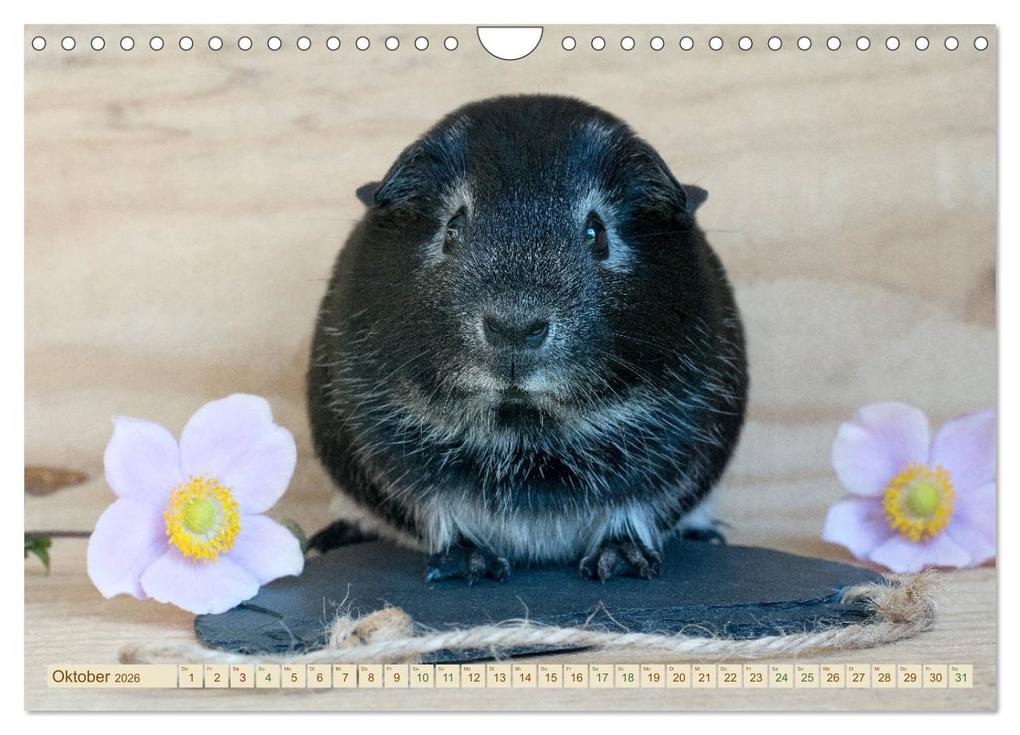 Weitere Ansicht: MEERSCHWEINCHEN neugierig - süß - liebenswert (Wandkalender 2026 DIN A4 quer), CALVENDO Monatskalender | Calvendo, Petra Fischer