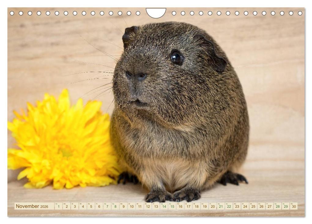 Weitere Ansicht: MEERSCHWEINCHEN neugierig - süß - liebenswert (Wandkalender 2026 DIN A4 quer), CALVENDO Monatskalender | Calvendo, Petra Fischer