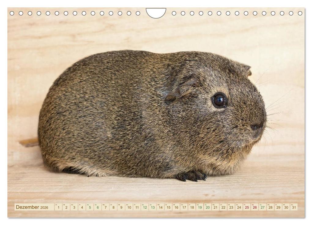 Weitere Ansicht: MEERSCHWEINCHEN neugierig - süß - liebenswert (Wandkalender 2026 DIN A4 quer), CALVENDO Monatskalender | Calvendo, Petra Fischer