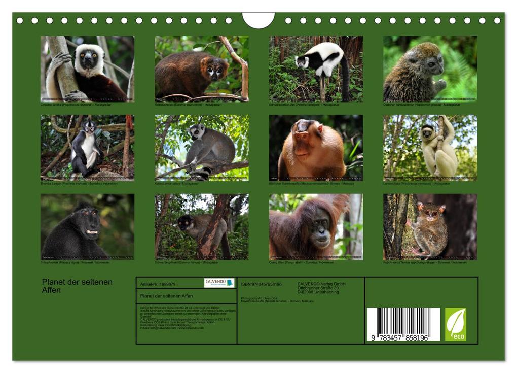 Weitere Ansicht: Planet der seltenen Affen (Wandkalender 2026 DIN A4 quer), CALVENDO Monatskalender | Calvendo, Anja Edel