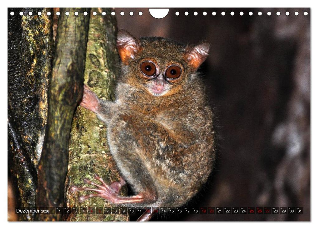 Weitere Ansicht: Planet der seltenen Affen (Wandkalender 2026 DIN A4 quer), CALVENDO Monatskalender | Calvendo, Anja Edel