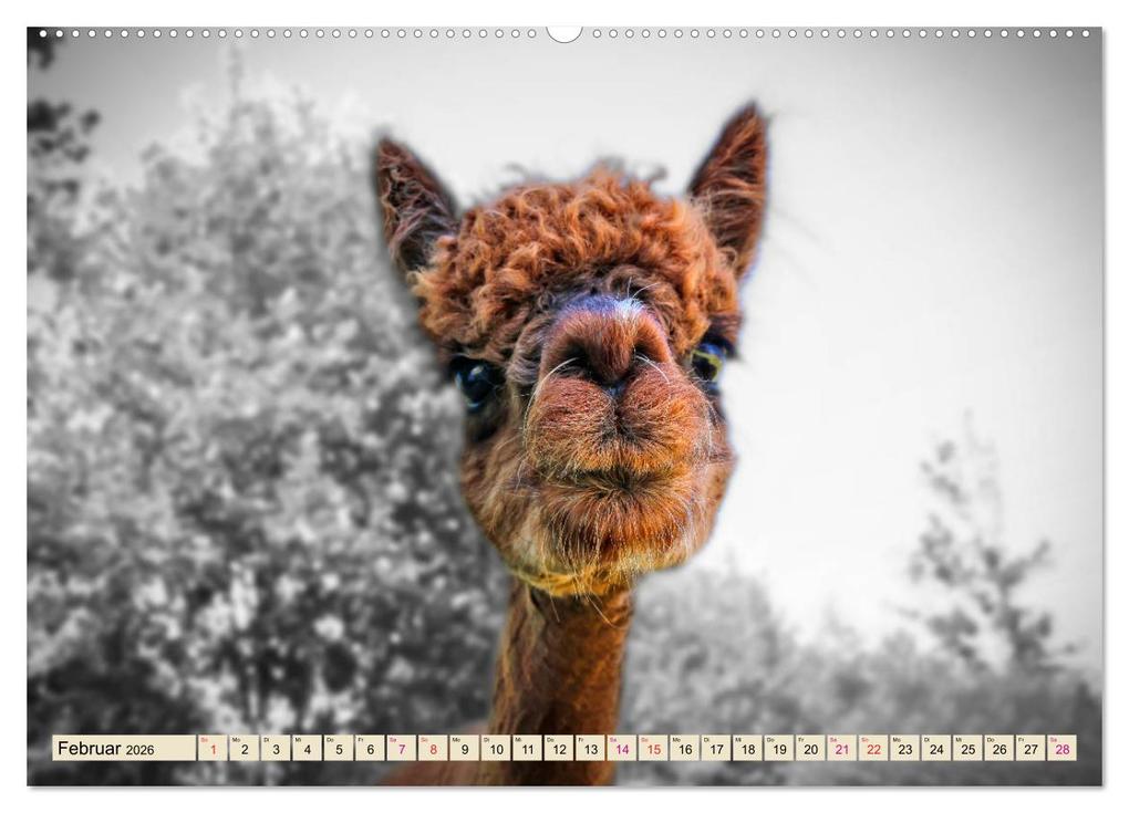 Weitere Ansicht: Alpaka Gesichter (Wandkalender 2026 DIN A2 quer), CALVENDO Monatskalender | Calvendo, Peter Roder