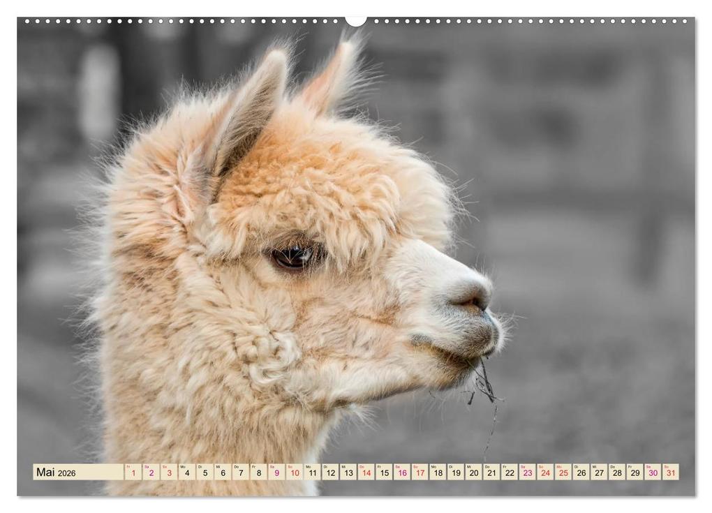 Weitere Ansicht: Alpaka Gesichter (Wandkalender 2026 DIN A2 quer), CALVENDO Monatskalender | Calvendo, Peter Roder