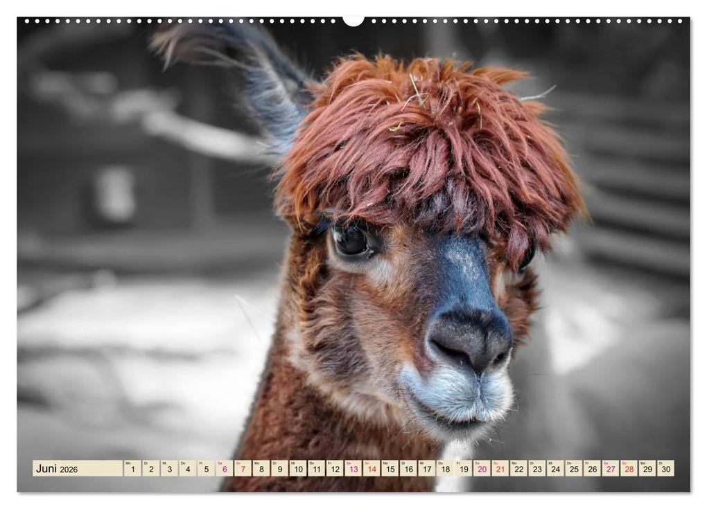Weitere Ansicht: Alpaka Gesichter (Wandkalender 2026 DIN A2 quer), CALVENDO Monatskalender | Calvendo, Peter Roder