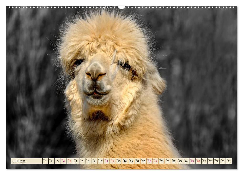 Weitere Ansicht: Alpaka Gesichter (Wandkalender 2026 DIN A2 quer), CALVENDO Monatskalender | Calvendo, Peter Roder
