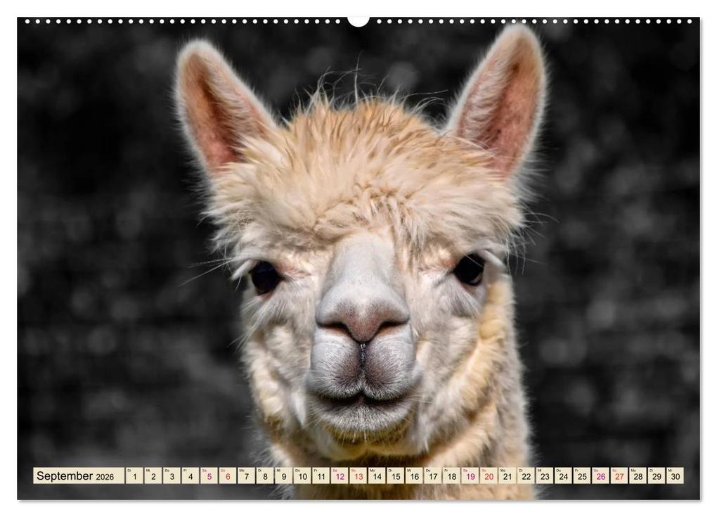 Weitere Ansicht: Alpaka Gesichter (Wandkalender 2026 DIN A2 quer), CALVENDO Monatskalender | Calvendo, Peter Roder