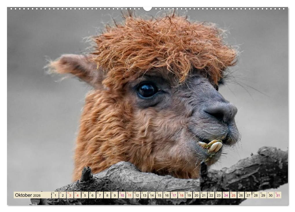 Weitere Ansicht: Alpaka Gesichter (Wandkalender 2026 DIN A2 quer), CALVENDO Monatskalender | Calvendo, Peter Roder