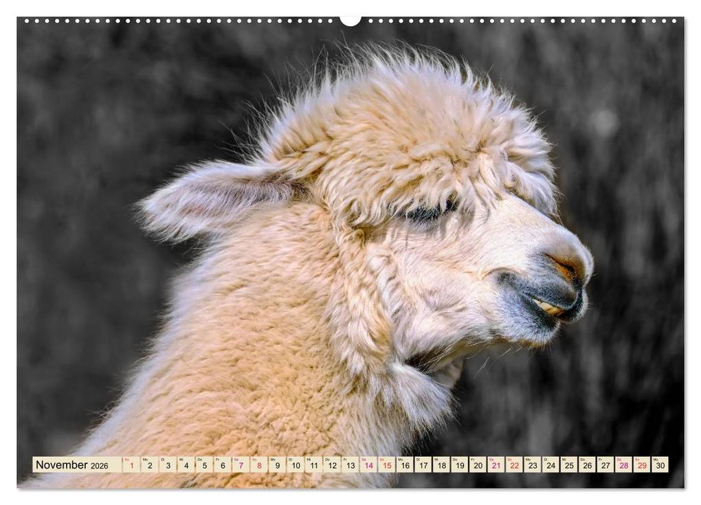 Weitere Ansicht: Alpaka Gesichter (Wandkalender 2026 DIN A2 quer), CALVENDO Monatskalender | Calvendo, Peter Roder