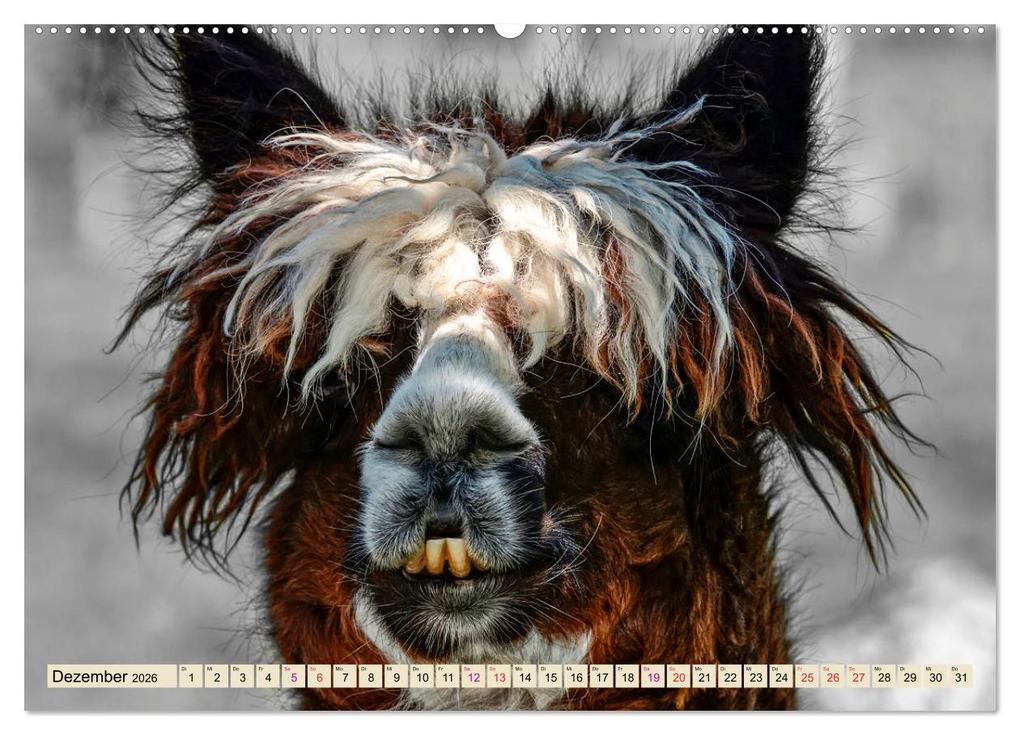 Weitere Ansicht: Alpaka Gesichter (Wandkalender 2026 DIN A2 quer), CALVENDO Monatskalender | Calvendo, Peter Roder